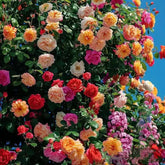 Escalando Videira Sementes de Flores de Rosa