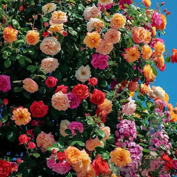 Escalando Videira Sementes de Flores de Rosa